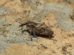 Coniocleonus excoriatus