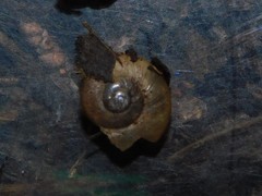 Eopolita protensa