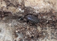 Armadillidium vulgare