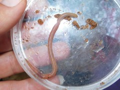 Lumbricidae