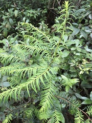 Taxus globosa