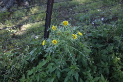 Asteraceae