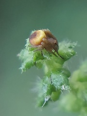 Araneidae
