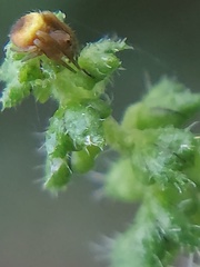 Araneidae