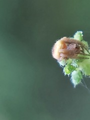 Araneidae