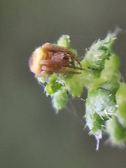 Araneidae