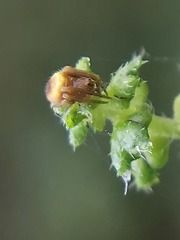 Araneidae