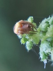 Araneidae