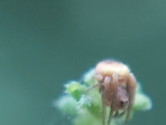 Araneidae