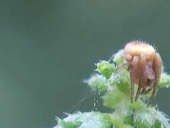 Araneidae