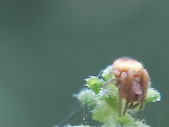 Araneidae