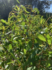 Eucalyptus conferruminata