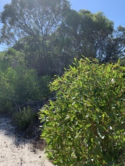 Eucalyptus conferruminata