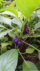 Lobelia physaloides