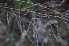 Poaceae