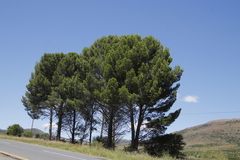 Pinus