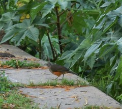 Turdus rufiventris