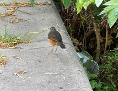 Turdus rufiventris