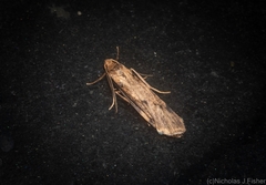 Graphosia stenopepla