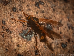 Neosaropogon
