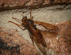 Neosaropogon