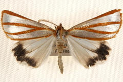 Thalaina tetraclada