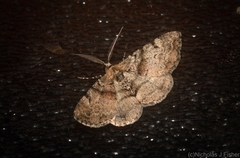 Syneora adelphodes