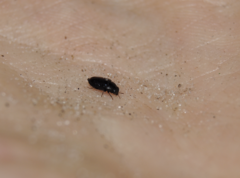 Neocuris