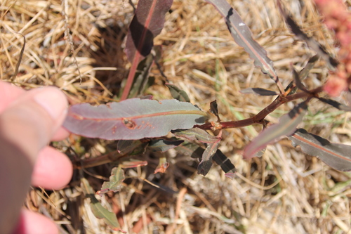 Image of Rumex californicus by (c) Millie Basden, some rights reserved (CC BY)