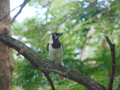 Cyanocorax mystacalis