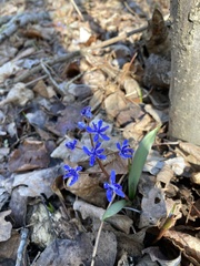 Scilla vindobonensis