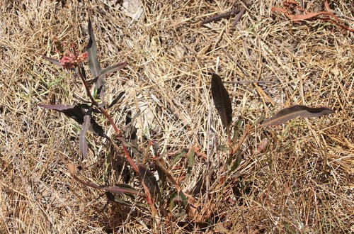 Image of Rumex californicus by (c) Millie Basden, some rights reserved (CC BY)