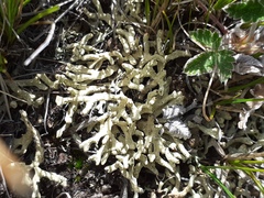 Allocetraria madreporiformis