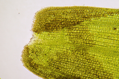 Zostera muelleri