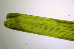 Zostera muelleri