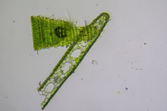 Zostera muelleri