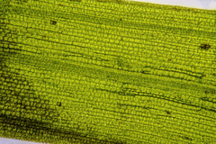 Zostera muelleri