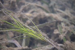 Zostera muelleri