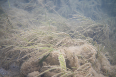 Zostera muelleri