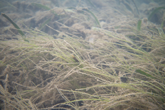 Zostera muelleri
