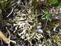 Allocetraria madreporiformis
