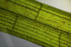 Zostera muelleri