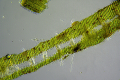 Zostera muelleri