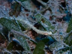 Cosmocampus albirostris