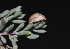 Paropsis roseola