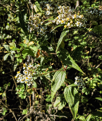 Alloispermum