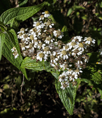 Alloispermum