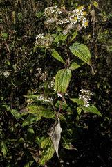 Alloispermum
