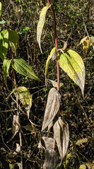 Alloispermum