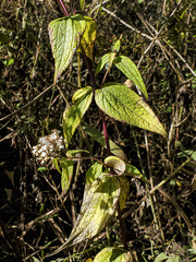 Alloispermum